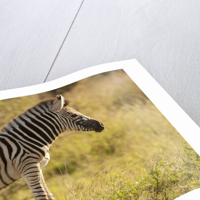 Burchell's Zebra Foal by Anonymous
