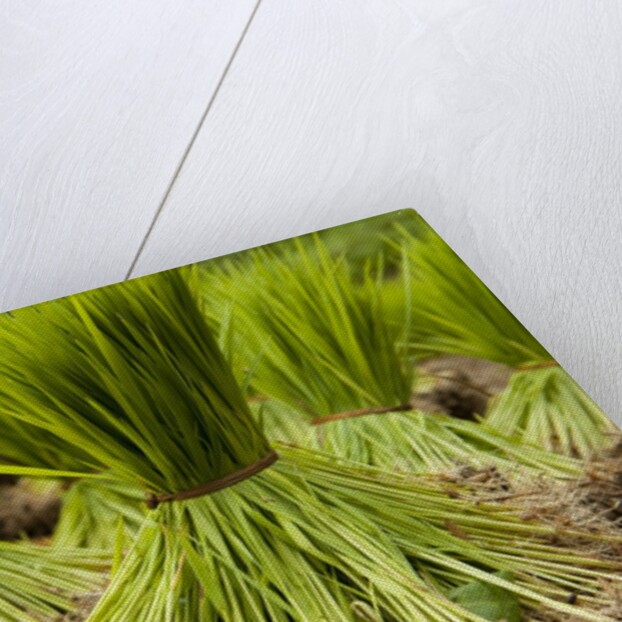 Paddy seeds, ready to sent to the paddy field. by Anonymous