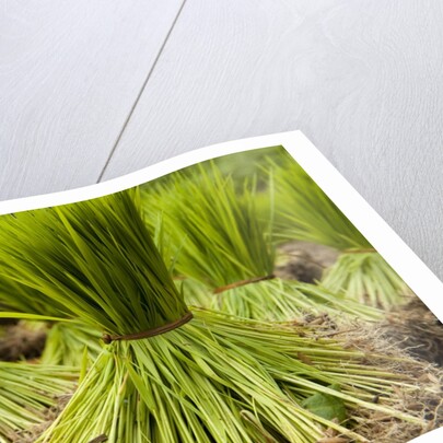 Paddy seeds, ready to sent to the paddy field. by Anonymous