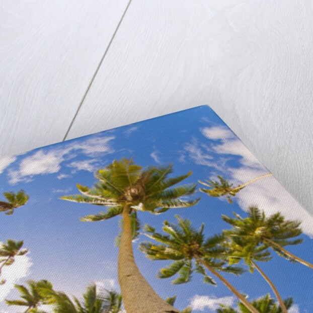 Curvy coconut palm tree. by Anonymous