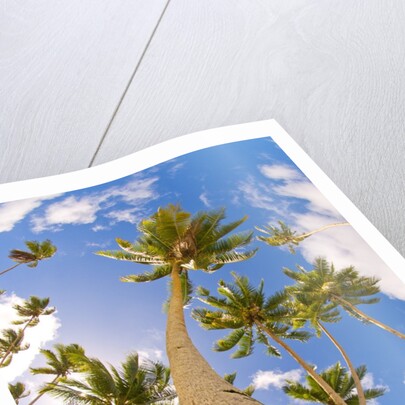 Curvy coconut palm tree. by Anonymous