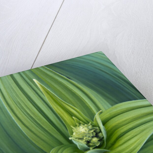 Veratrum viride by Anonymous