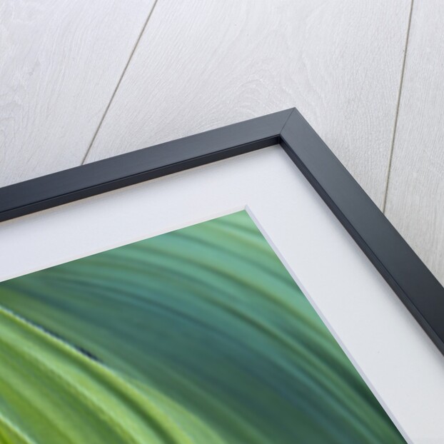 Veratrum viride by Anonymous