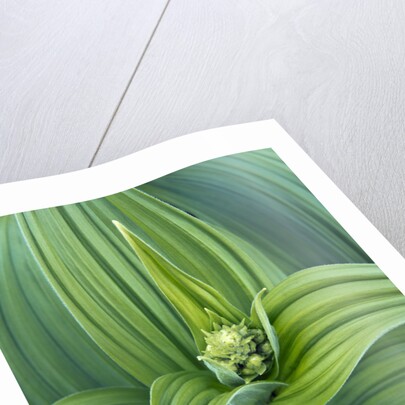 Veratrum viride by Anonymous