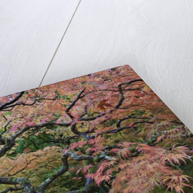 Japanese Maple by Anonymous