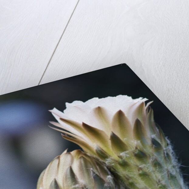 Cactus Flower by Anonymous