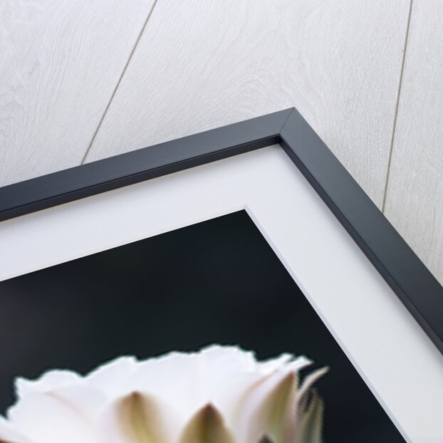 Cactus Flower by Anonymous