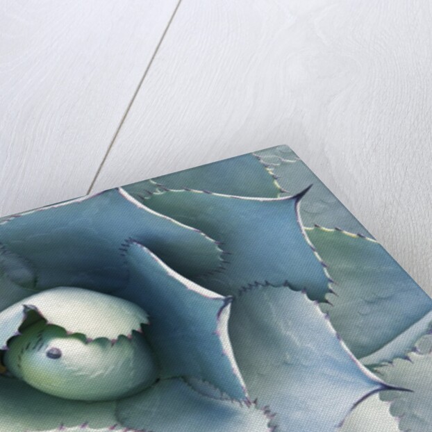 Agave by Anonymous