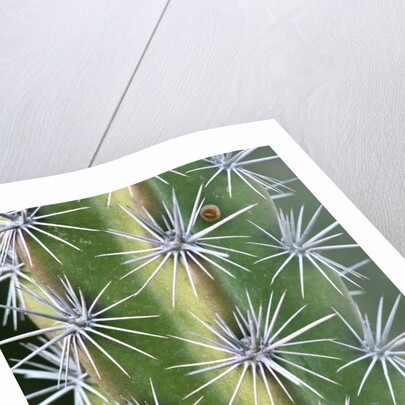Octopus Cactus by Anonymous