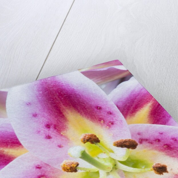 Lily Closeup by Anonymous