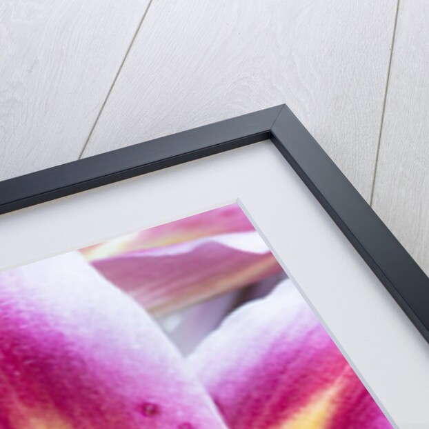 Lily Closeup by Anonymous