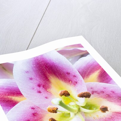 Lily Closeup by Anonymous