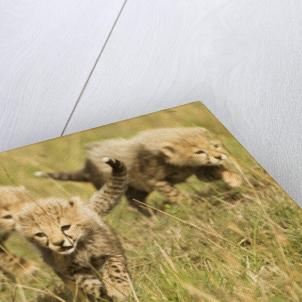 Three Cheetah Cubs Playing in the grass in the Masai Mara by Anonymous