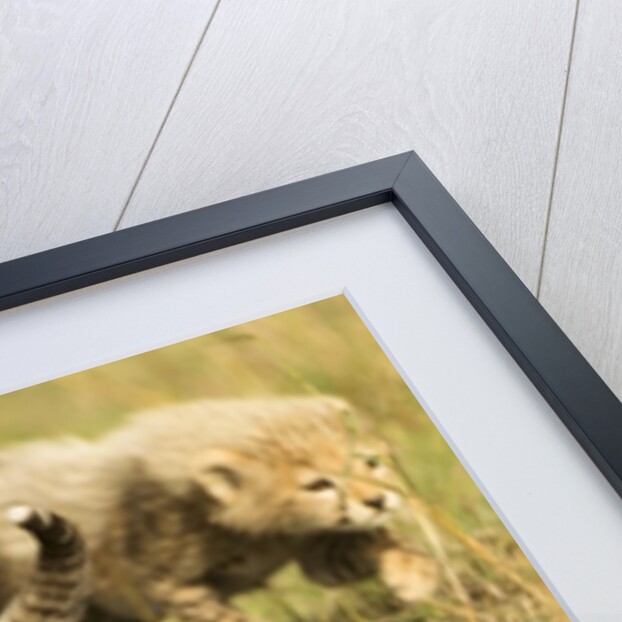 Three Cheetah Cubs Playing in the grass in the Masai Mara by Anonymous