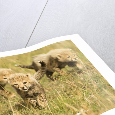 Three Cheetah Cubs Playing in the grass in the Masai Mara by Anonymous