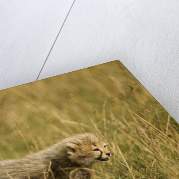 Cheetah Cub Playing in the grass in the Masai Mara by Anonymous