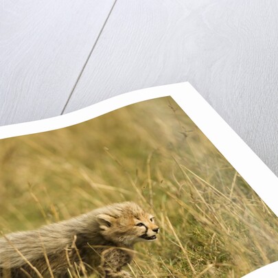 Cheetah Cub Playing in the grass in the Masai Mara by Anonymous