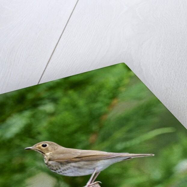 Hermit Thrush by Anonymous