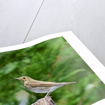 Hermit Thrush by Anonymous