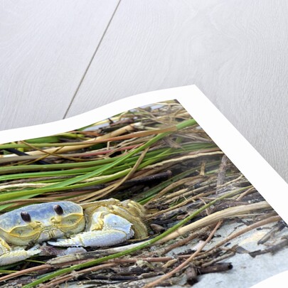 Crab - Crustaceans by Anonymous