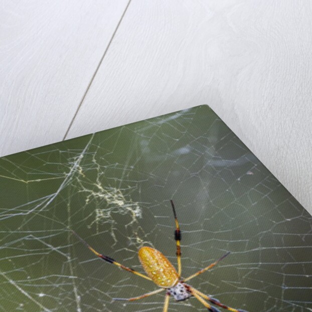 Orb Weaver - Arachnids by Anonymous
