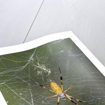 Orb Weaver - Arachnids by Anonymous