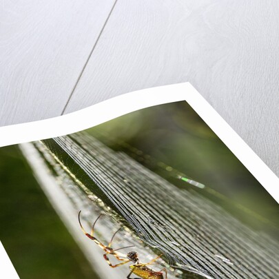 Orb Weaver - Arachnids by Anonymous