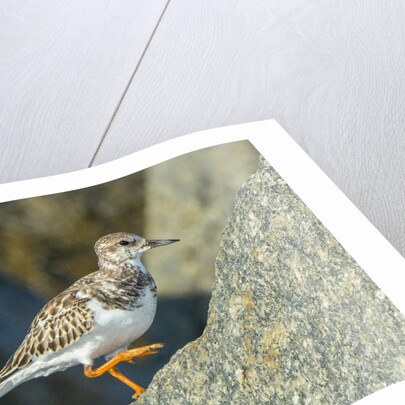 Ruddy Turnstone by Anonymous