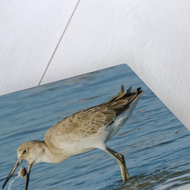 Willet by Anonymous