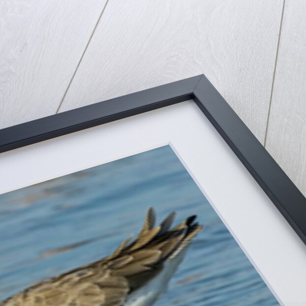 Willet by Anonymous