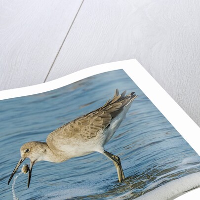 Willet by Anonymous