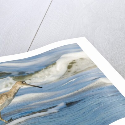 Willet by Anonymous