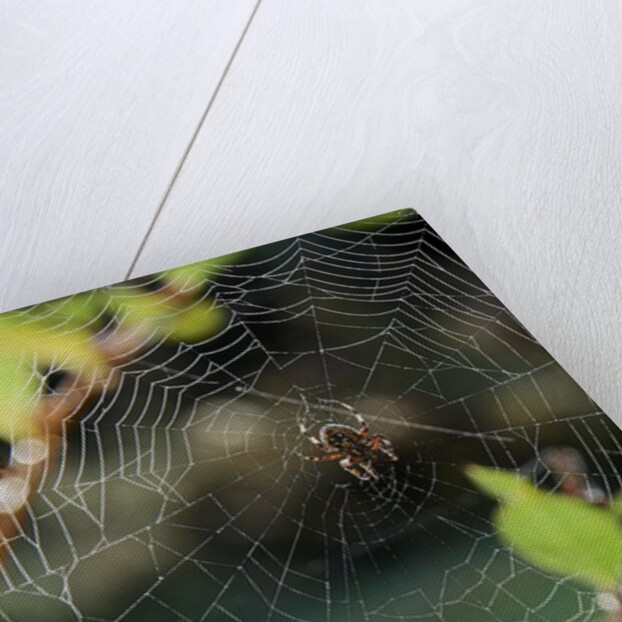 Orb Web Spiders - Garden Spider by Anonymous