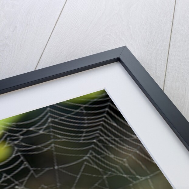 Orb Web Spiders - Garden Spider by Anonymous