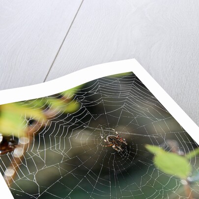 Orb Web Spiders - Garden Spider by Anonymous