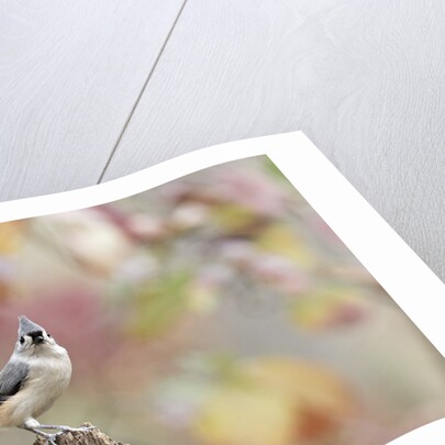 Tufted Titmouse by Anonymous