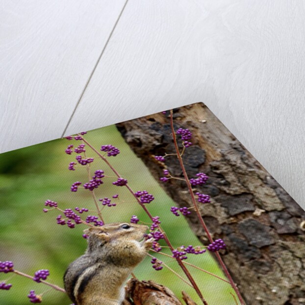 Eastern Chipmunk by Anonymous