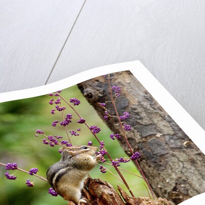 Eastern Chipmunk by Anonymous