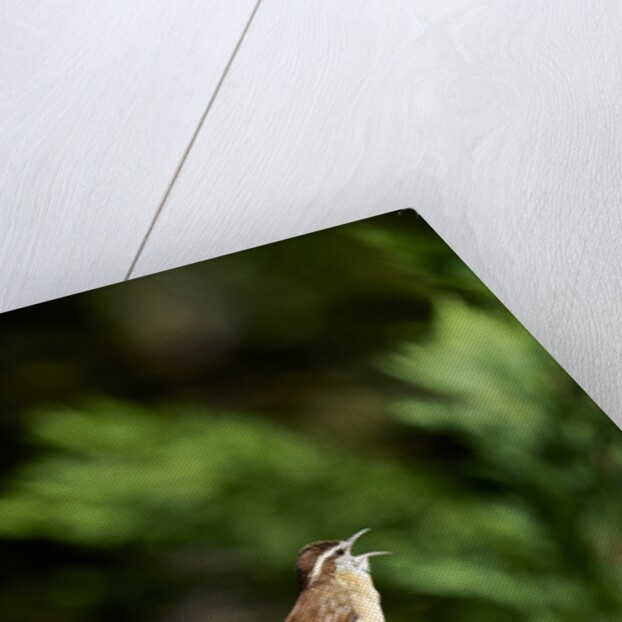 Carolina Wren by Anonymous