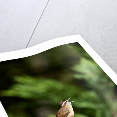 Carolina Wren by Anonymous