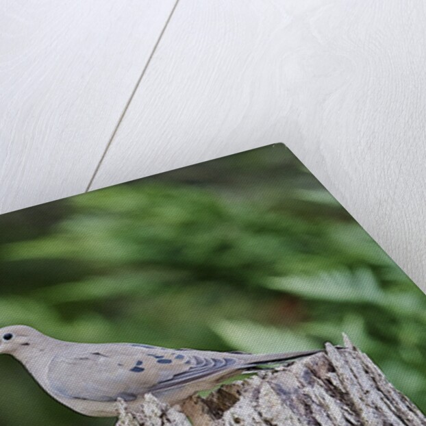 Mourning Dove by Anonymous