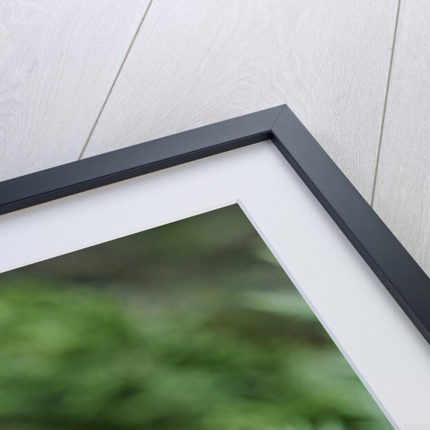 Mourning Dove by Anonymous