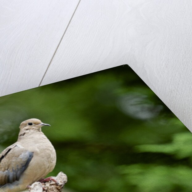 Mourning Dove by Anonymous