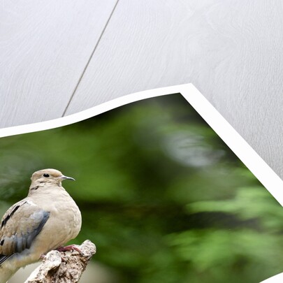 Mourning Dove by Anonymous