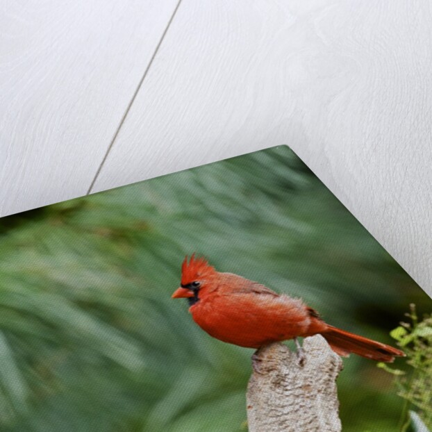 Northern Cardinal by Anonymous