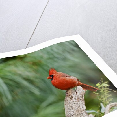 Northern Cardinal by Anonymous