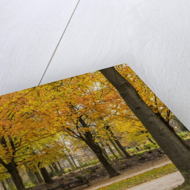 Parc de Bruxelles (Brussels Park) in autumn (fall) by Anonymous