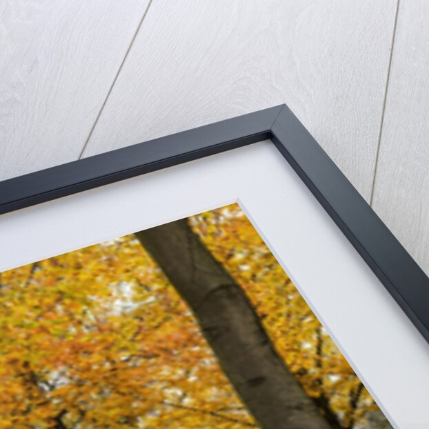 Parc de Bruxelles (Brussels Park) in autumn (fall) by Anonymous