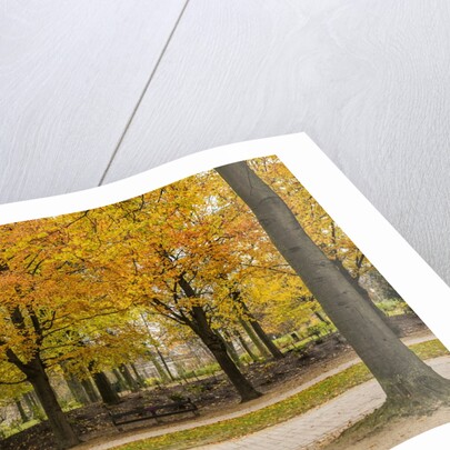 Parc de Bruxelles (Brussels Park) in autumn (fall) by Anonymous