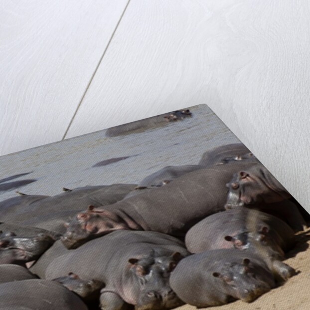 Hippopotamus herd resting by Anonymous